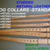 Dog Collars Standard - Assorted ColoursFT